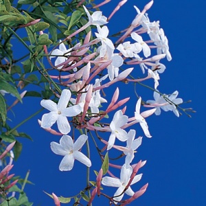 Rose Jasmine