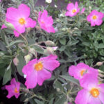 Jester Rock Rose