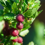 Siewka K1 Gooseberry