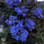 Vandenberg Ceanothus